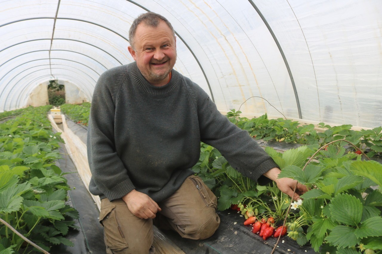 Régis Pichon avec ses fraises de Plougastel